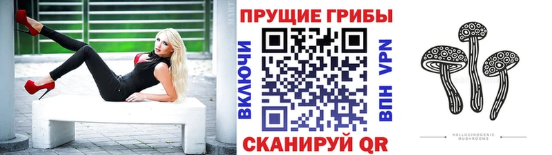 Галлюциногенные грибы Psilocybe  Андреаполь 